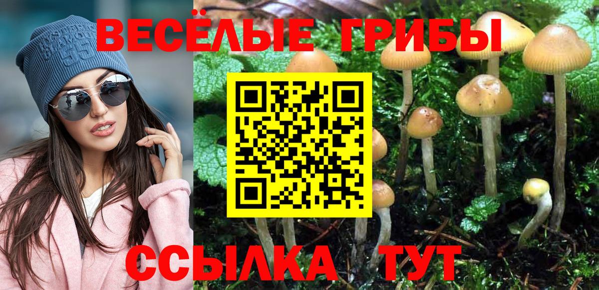 Псилоцибиновые грибы Psilocybe  Вход с VPN  купить наркоту  Малгобек 